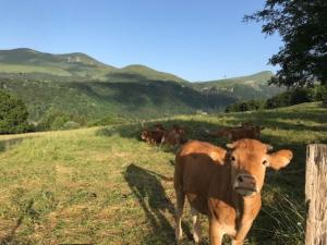 Appartements Mont-Dore T3 Duplex avec WIFI et Animaux admis - FR-1-608-26 : photos des chambres