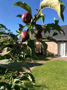 Maisons de vacances Le gite d'Eva : photos des chambres