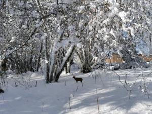 Campings Auvergne chalets Sancy : photos des chambres