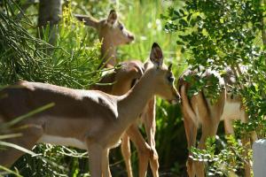 Villa 2811 Luxurious and Modern at Upmarket Golf and Beach Estate