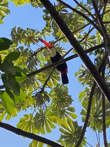 Pousada Ouro Preto de Bonito