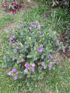 Cabaña el rincon de la abuela