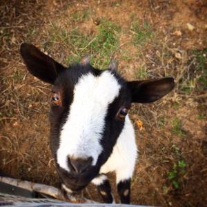 Oasi Muru Idda img53