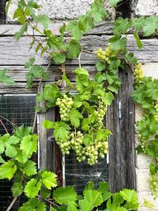 Appartements Las Vignes - Wo die Ruhe die Seele befriedet : photos des chambres