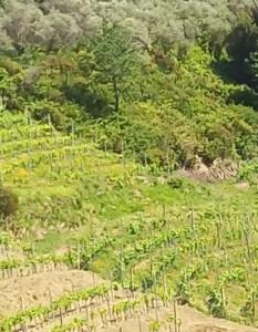 Beatrice Nel centro di Levanto