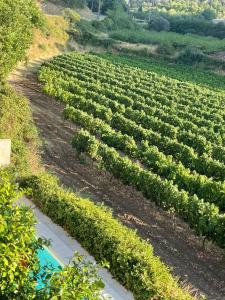 Villas VILLA BEL - Entre paradis et vignes : photos des chambres