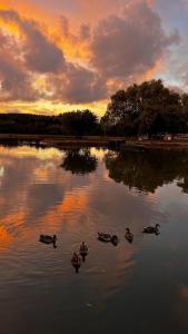 Lodges Carpe Diem - Le Domaine Wambrechies : photos des chambres