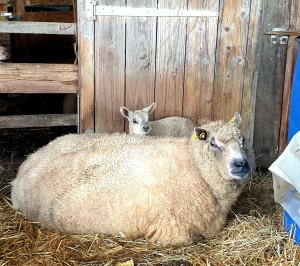 Maisons de vacances Gite de la Ferme du Clos Giot : photos des chambres