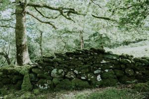Willow Cabin & Hot Tub