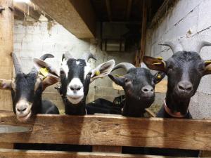 B&B / Chambres d'hotes Chambre d'hotes a la ferme : photos des chambres