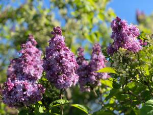 Amsel Appartements - Geruhsam, Sonnig & Zentral - 3-Zimmer-Apartment