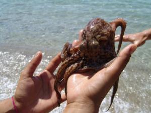 Elia - Studios Amorgos - near the sea