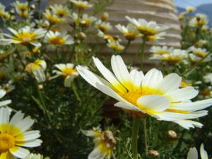 Elia - Studios Amorgos - near the sea