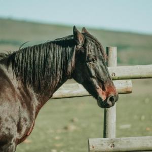 Oudebosch Guest Farm