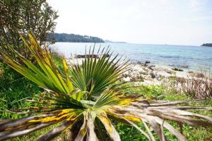 Room in Rovinj with terrace, air conditioning, W-LAN 81-5