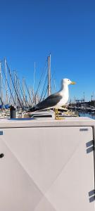 Bateaux-hotels Nuit insolite a bord d'un voilier au coeur de Sete : photos des chambres