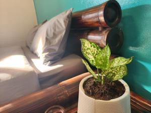 Blue Moon House - A budget hostel for easy travellers