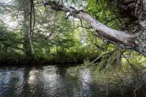 Cabaña Malalcahuello con playa de Rio