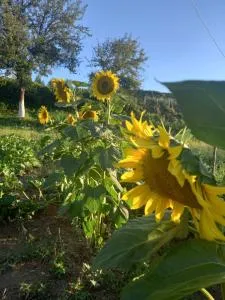 Marco Polo - 维特兹