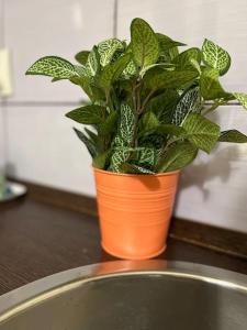 A3 Parliament Sunflower Cozy Apartment