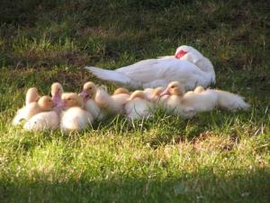 Appartements Lovely rural and quiet farmhouse with natural swimming lake : photos des chambres