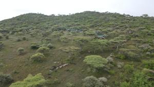 Serengeti Woodlands Camp