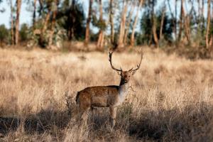 Herdade dos Abegões