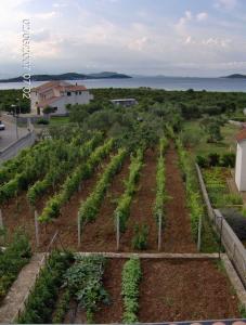 Apartments Antonela with seavies