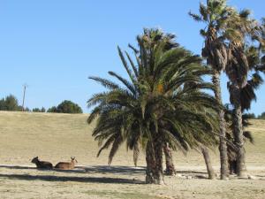 Campings Mobilhome ECHO des VAGUES : photos des chambres