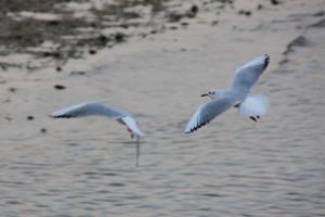 Maisons de vacances Appart dans maison 2 km de la plage : photos des chambres