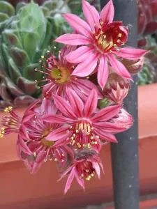 Casa Rural El Rincón de Diego - 拉普埃夫拉德瓦尔韦尔德