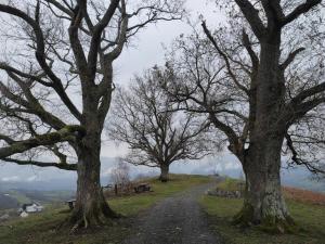 Appartements Gite des 3 arbres : photos des chambres