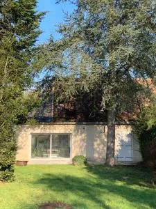 Le cèdre du Prieuré - Le Grand-Lucé