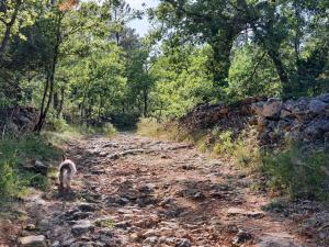 Villas Mas les Heures Bleues : photos des chambres