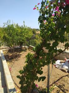 σπίτι - αγρόκτημα - Δ Γεωργά Χατζηράση οδός Χατζηράση