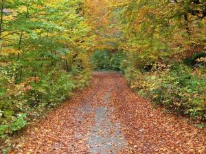 Drijenak Nature Escape