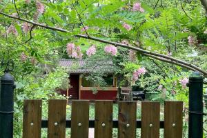 Cinke cottage, nest in nature