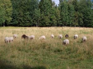 Ferienhaus mit Kamin in Småland für 6 Personen