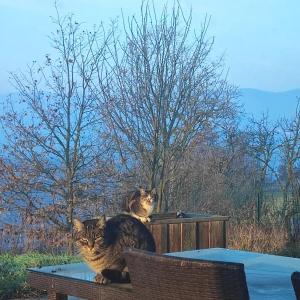 Casale del Valla Agri B&B Naturista