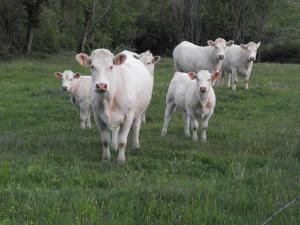 Gîte 11 pers., charme rural, internet, animaux admis - FR-1-496-86