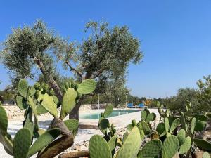 Casa Giuliveto - Charmantes Ferienhaus mit Privatpool in Olivenhain