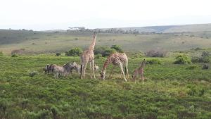 Fijnbosch Game Lodge Jeffreys Bay