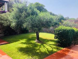 Villa Capo Coda Cavallo piscina privata img15