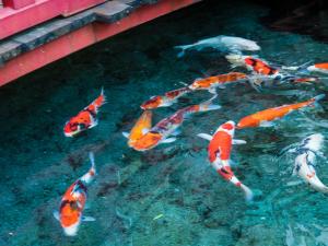 Japanese Onsen Ryokan Kohakuen