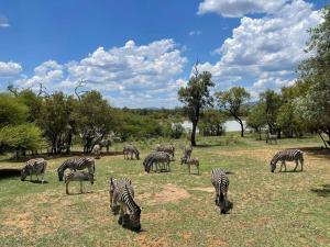 Lodge on Watering Hole , Zebula
