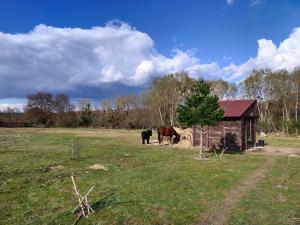 B&B / Chambres d'hotes Par les Pres et les Bois de Sologne : photos des chambres