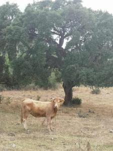 MYRTUS TAVOLARA - Sea View Apartment img49