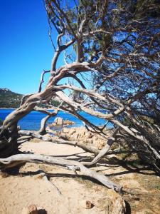 MYRTUS TAVOLARA - Sea View Apartment img52