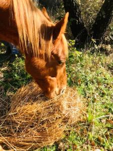 Ovostolai Cottage img30
