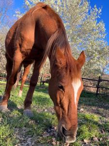 Ovostolai Cottage img31